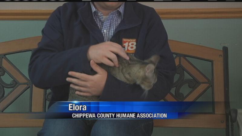 Adopt-A-Pet: Elora - WQOW TV News 18